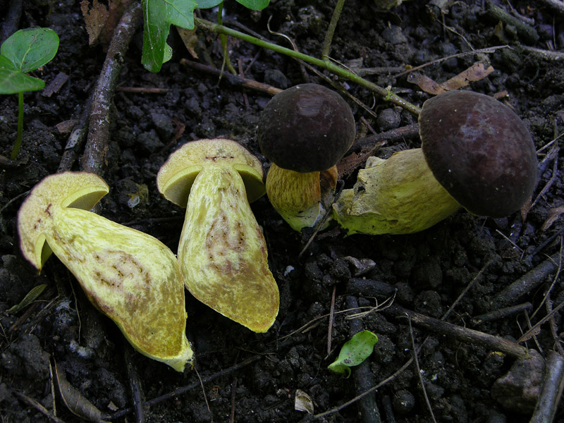 Xerocomus sp.